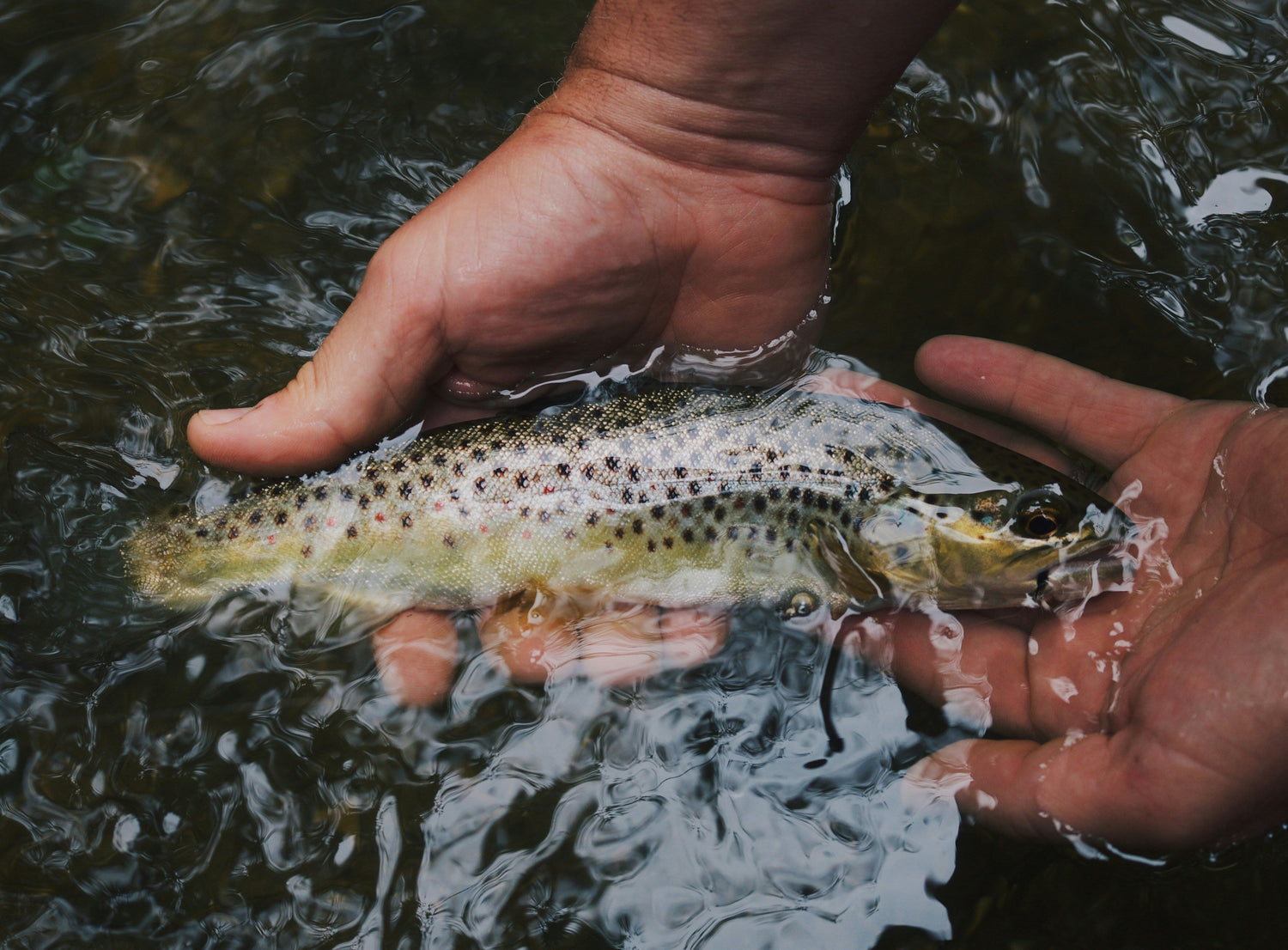 Reel It In – Essentials Needed on Every Fishing Trip
